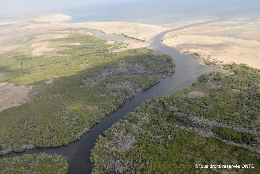 Les Mangroves de Godoria : Un Écosystème Vital en Évolution